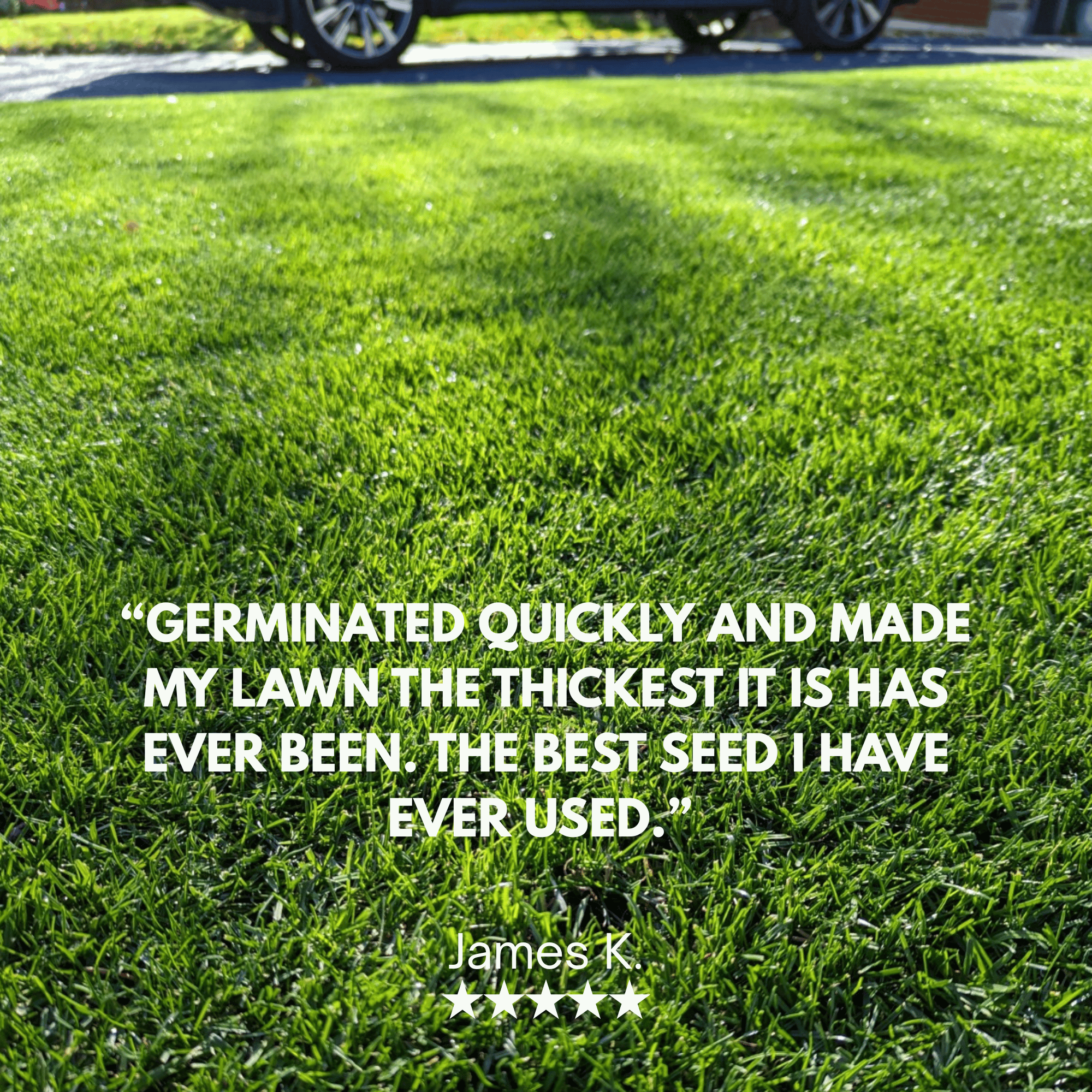 Elite Perennial Ryegrass Grass Seed