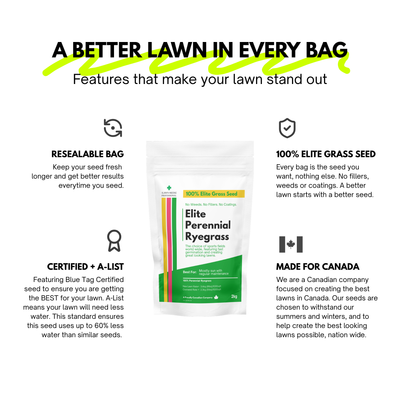 Elite Perennial Ryegrass Grass Seed