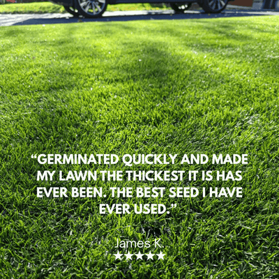 Elite Perennial Ryegrass Grass Seed