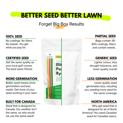 Elite Perennial Ryegrass Grass Seed